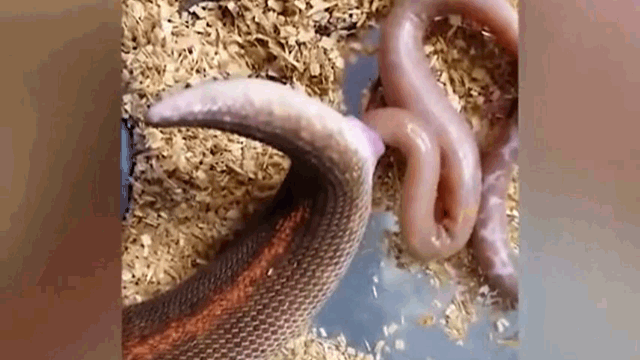 Ảnh Video: Cận cảnh quá trình trăn mẹ đẻ con khiến người xem cảm thấy vô cùng bất ngờ