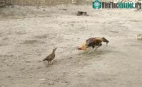 Ảnh Gà gô 'khiêu chiến' với gà trống to hơn mình nhiều lần và cái kết choáng ngợp
