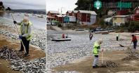 Ảnh Bí ẩn hàng ngàn chú cá chết trôi dạt tới bãi biển Chile