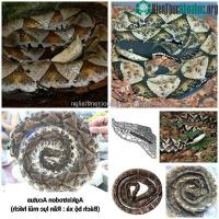 Ảnh Người đi rừng hoảng sợ khi sinh vật này trườn qua đường: Cách tử thần 5 bước chân