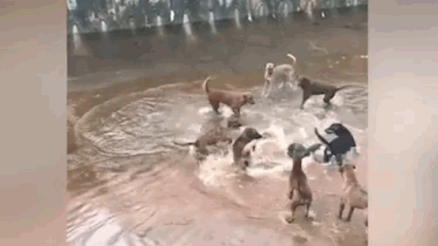 Ảnh Video: Rái cá đơn độc "tử chiến" với 9 con chó dữ và cái kết bất ngờ