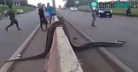 Ảnh Điều kỳ diệu xảy ra khi con trăn Anaconda khổng lồ đang cố gắng băng qua đường