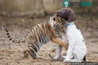 Ảnh Chú hổ Bengal bất hạnh bị mẹ ruồng bỏ đã may mắn tìm lại được hơi ấm từ người bạn thân khác loài