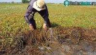 Ảnh Dùng tay lật đám muống nước lên, người đàn ông nhận ngay ngay thu hoạch đầy ắp thau
