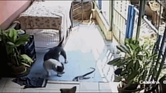 Ảnh Chó Pitbull hung hăng tử chiến rắn hổ mang và cái kết bất ngờ