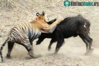 Ảnh Video: Chú hổ mới trưởng thành chật vật hạ sát lợn rừng 'khủng'