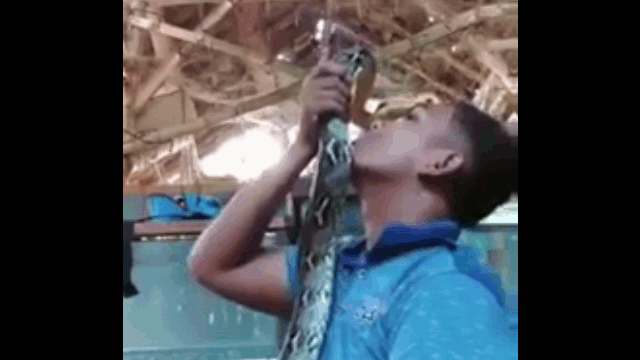 Ảnh Khi đùa quá chớn, nam thanh niên bị trăn khủng cắn vào đầu