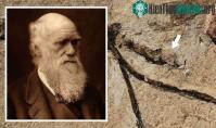 Ảnh Bí ẩn từng làm Charles Darwin đau đầu đã được giải mã sau 140 năm