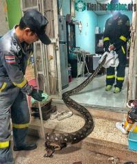 Ảnh Kỳ đà đã sống sót 'ngoạn mục' sau khi bị trăn Miến Điện khổng lồ nuốt trọn