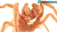 Ảnh Loài giun kí sinh ở miệng sinh ép nhện tarantula chết đói