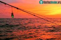 Ảnh Sáng kiến nhỏ bé có thể cứu sống các sinh vật biển vô tình vướng vào lưới