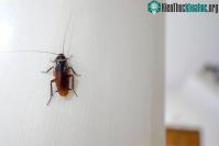 Ảnh Biến đổi khí hậu giúp "đế chế" gián ngày càng phát triển và tiến hóa đáng sợ hơn
