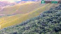 Ảnh Cây bụi fynbos ở châu Phi có bộ rễ mỏng nhất thế giới