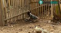 Ảnh Kỳ đà tấn công đàn gà con bị gà mẹ tấn công tới tấp phải vội vã bỏ chạy