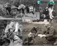 Ảnh Mercy dog - Những người hùng thầm lặng ở trong Thế chiến thứ nhất