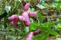 Ảnh "Khoai lang tím" mọc trên cây- một thứ có thể chữa bệnh khó nói mà nhiều quý ông săn tìm