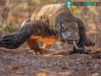 Ảnh Kinh hoàng trước cảnh rồng Komodo ăn tươi nuốt sống dê núi trong tích tắc