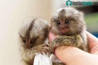 Ảnh Những loài động vật nhỏ bé và đáng yêu nhất thế giới