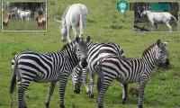 Ảnh Phát hiện con ngựa vằn bạch tạng hiếm thấy ở vườn quốc gia Tanzania châu Phi
